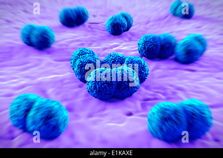 Meningitis Bakterien (Neisseria Meningitidis) Computer Artwork. Stockfoto