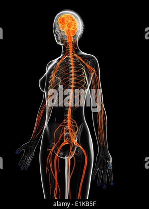 Weibliche Nervensystem Computer Artwork. Stockfoto