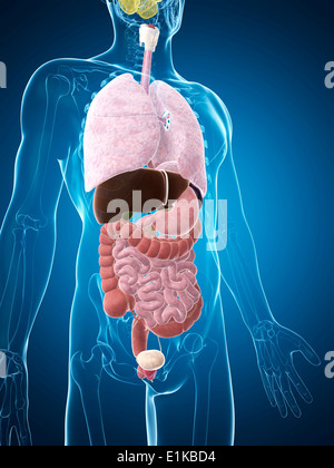 Menschliche Anatomie Computer Artwork. Stockfoto