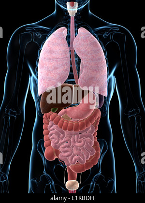 Menschliche Anatomie Computer Artwork. Stockfoto