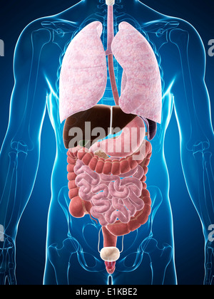 Menschliche Anatomie Computer Artwork. Stockfoto