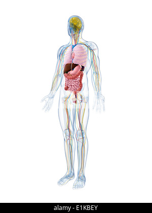 Menschliche Anatomie Computer Artwork. Stockfoto