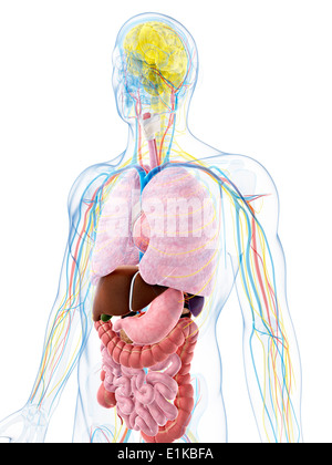 Menschliche Anatomie Computer Artwork. Stockfoto