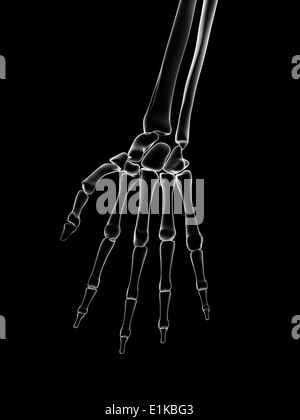 Menschliche Hand Knochen Computer Artwork Stockfotografie - Alamy