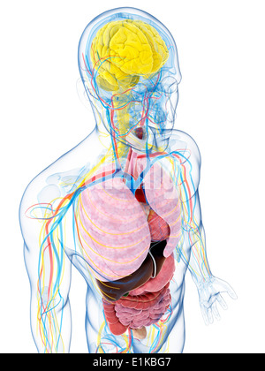 Menschliche Anatomie Computer Artwork. Stockfoto