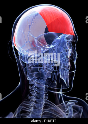 Menschlichen Kopf zeigen die Frontalis Muskel Computer Grafik Stockfoto