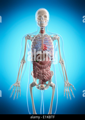 Menschliche Anatomie Computer Artwork. Stockfoto