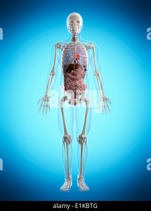 Menschliche Anatomie Computer Artwork. Stockfoto