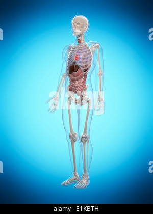 Menschliche Anatomie Computer Artwork. Stockfoto