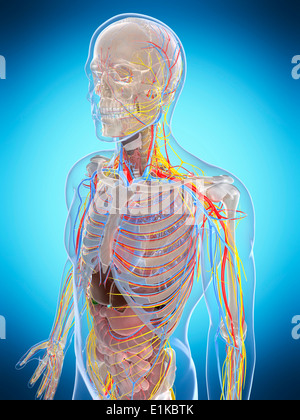 Menschliche Anatomie Computer Artwork. Stockfoto