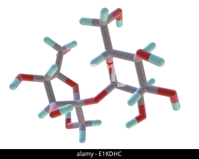 Saccharose Molekülmodell Atome als Stäbe dargestellt werden und sind farblich gekennzeichnet: Kohlenstoff (grau) Wasserstoff (grün) und Sauerstoff (rot). Stockfoto