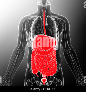 Menschliche Verdauungssystem Computer Artwork. Stockfoto