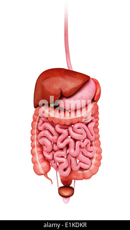 Menschliche Verdauungssystem Cut-away Computer Artwork. Stockfoto