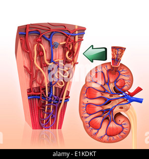 Menschliche Niere Nephron Computer Artwork. Stockfoto