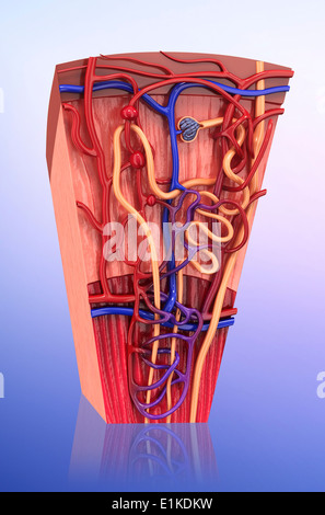 Menschliche Niere Nephron Computer Artwork. Stockfoto