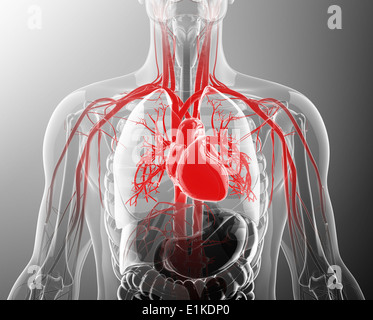 Menschliches Herz-Kreislauf-System Computer Artwork. Stockfoto