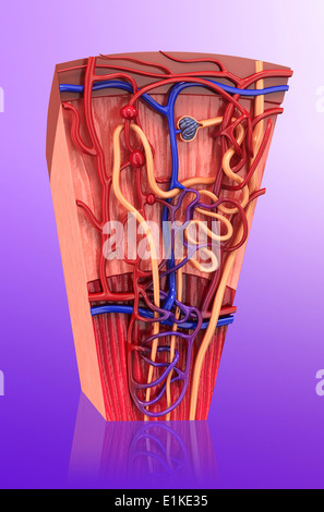 Menschliche Niere Nephron Cut-away Computer Artwork. Stockfoto