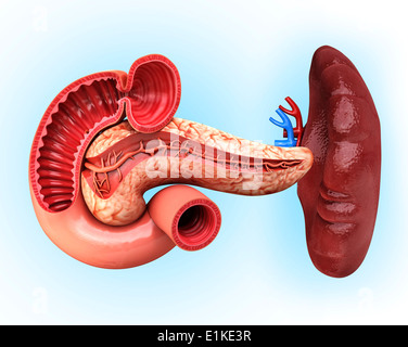 Menschlichen Bauchspeicheldrüse Cut-away Computer Artwork. Stockfoto