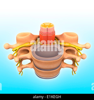 Menschlichen Wirbel Computer Artwork. Stockfoto