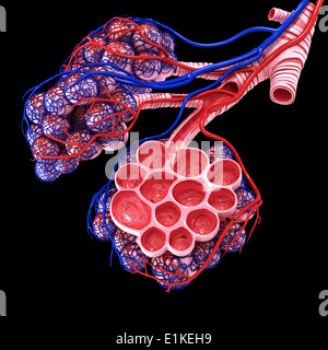 Menschlichen Alveolen Cut-away Computer Artwork. Stockfoto