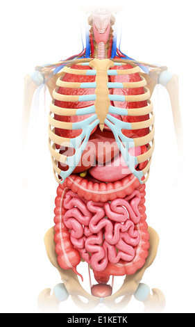 Menschlichen Verdauungssystem und Brustkorb Computer Artwork. Stockfoto