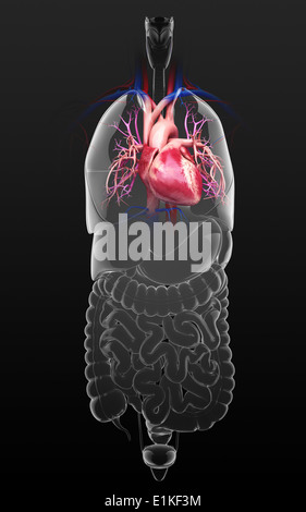 Menschliches Herz-Kreislauf-System Computer Artwork. Stockfoto