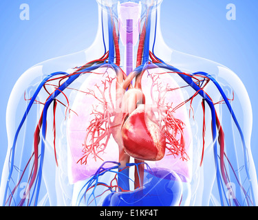 Menschliches Herz-Kreislauf-System Computer Artwork. Stockfoto
