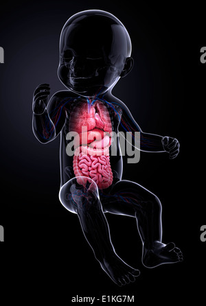 Des Babys inneren Organe Computer Artwork. Stockfoto