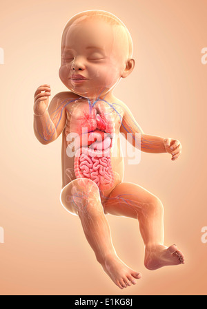 Des Babys inneren Organe Computer Artwork. Stockfoto