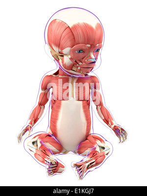 Des Babys Muskulatur Computer Artwork. Stockfoto
