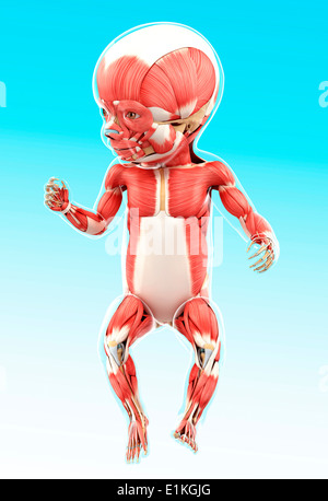 Des Babys Muskulatur Computer Artwork. Stockfoto