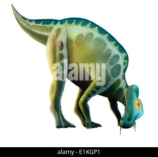 Corythosaurus ist eine Gattung der Lagena (dh 'Ente-billed') Dinosaurier Planet Esser, die im heutigen Nordamerika lebten Stockfoto