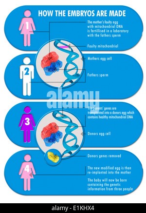 Infografik zeigt den Prozess der drei übergeordneten IVF (in-vitro-Fertilisation) Behandlung. Stockfoto