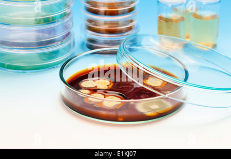 Petrischalen mit Proben von biologischen Kulturen. Stockfoto