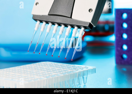 Multi-Pipette tropft Blutproben in Fläschchen. Stockfoto