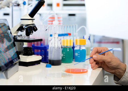 Wissenschaftler testen Proben in einer Petrischale. Stockfoto