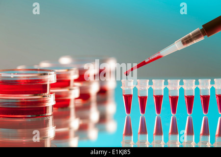 Pipette Petrischalen und Mikroröhrchen Blut zu Testzwecken verwendet. Stockfoto