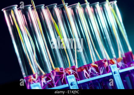 Pflanzen sprießen in den Reagenzgläsern. Stockfoto