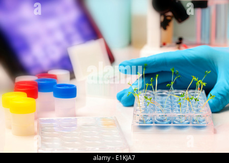 Techniker, die Sämlinge im Labor testen. Stockfoto