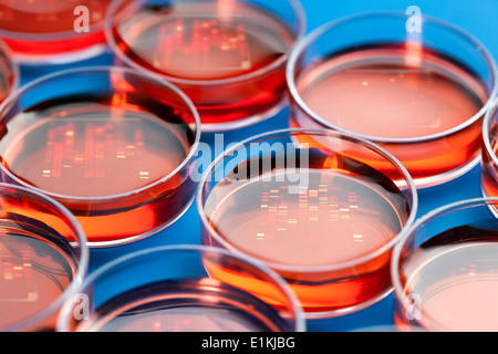 Petrischalen verwendet für die Sequenzierung der DNA (Desoxyribonukleinsäure). Stockfoto