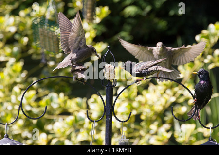 Sturnus Vulgaris Stare Fütterung junger Großbritannien Stockfoto