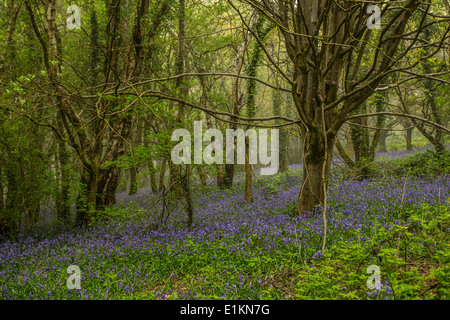 Glockenblumen in den Wenallt Wäldern im Norden Cardiff, Wales. Stockfoto
