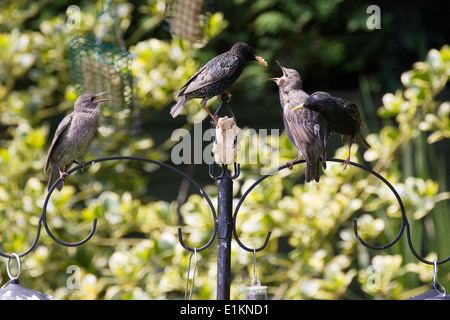 Sturnus Vulgaris Stare Fütterung junger Großbritannien Stockfoto