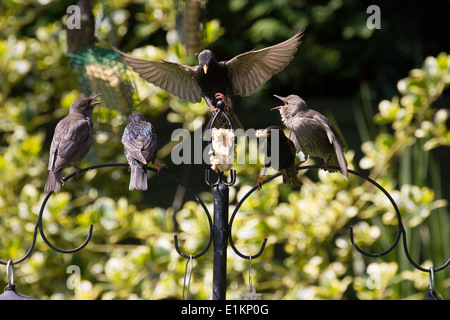 Sturnus Vulgaris Stare Fütterung junger Großbritannien Stockfoto