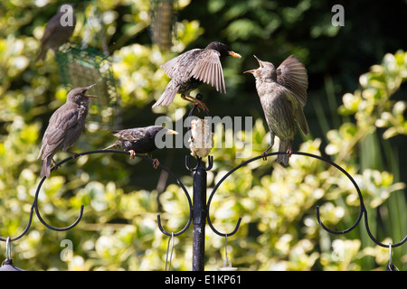 Sturnus Vulgaris Stare Fütterung junger Großbritannien Stockfoto