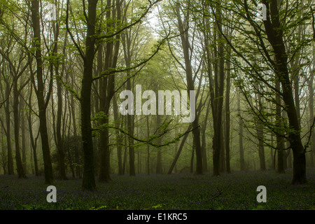 Glockenblumen in Wenallt Woods in North Cardiff, Wales, an einem nebligen Morgen. Stockfoto