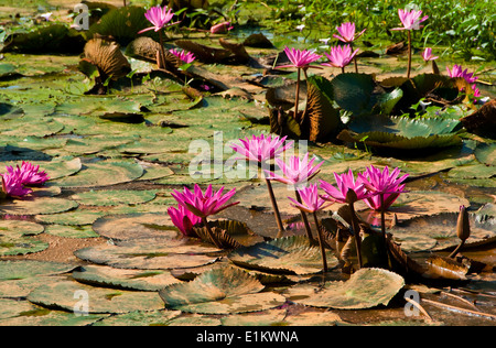 Seerose im Teich. Stockfoto