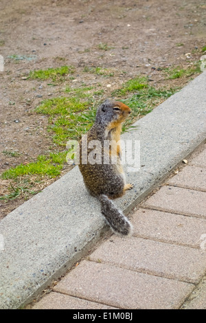 Kolumbianische Grundeichhörnchen, Urocitellus Columbianus in Manning Provincial Park in British Columbia, Kanada. Stockfoto