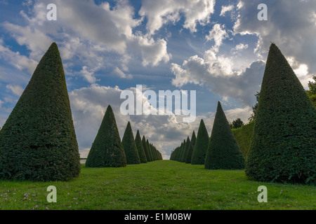 konische Hecken Linien und Rasen, Schloss Versailles bei Paris, Frankreich Stockfoto