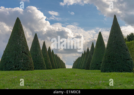 konische Hecken Linien und Rasen, Schloss Versailles bei Paris, Frankreich Stockfoto